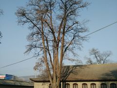 -延安杨家岭革命旧址