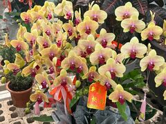 -溪岸路花鸟市场