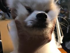 傻傻的小白-零几体验diy皮具工作室(振业城店)