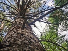 -塞罕坝国家级自然保护区