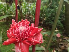 -中国科学院西双版纳热带植物园