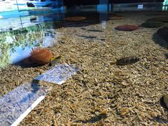 -北戴河圣蓝海洋公园