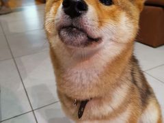 -柴务处·柴犬主题狗咖