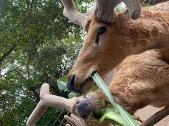 -海南热带野生动植物园