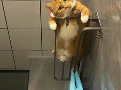 -爱侣宠医·鹦鹉专科·小型哺乳类·异宠专科(灵石路店)