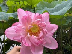 -陈家山荷花公园