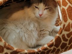 -飞行喵MR PILOT|猫舍·猫咖(静安大融城店)