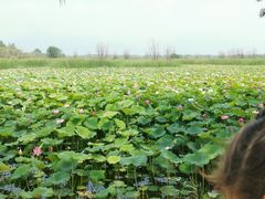 -野鸭湖国家湿地公园