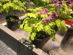 -杏花村水席楼·洛阳水席(老城十字街店)