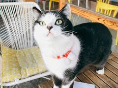 -喵屿·大理花园猫咖