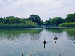 -西山漾湿地公园