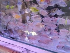 -哈尔滨道外花鸟鱼市场