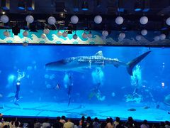 -烟台海昌鲸鲨海洋公园