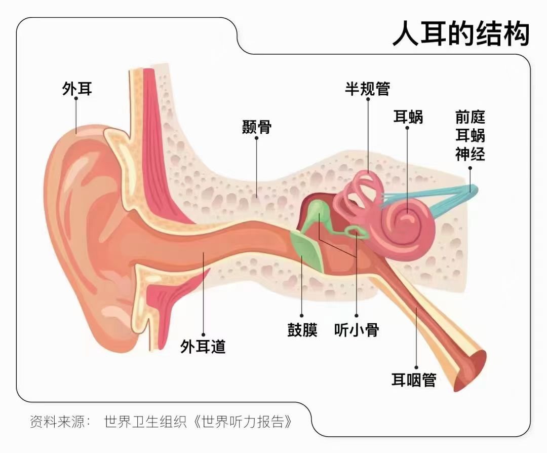 外耳道在哪个位置图片