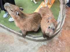-正佳雨林生态植物园
