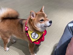 -逗柴咖啡屋·狗咖猫咖宠物桌游