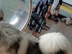 -Husky Go! 哈士奇体验馆·宠物咖啡厅狗咖