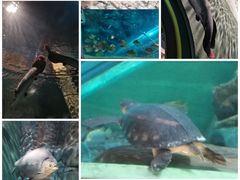 -上海海洋水族馆