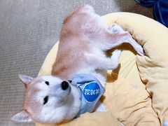 -逗柴咖啡屋·狗咖猫咖宠物桌游