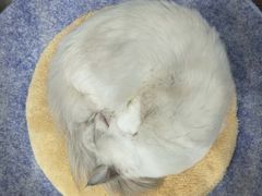 -猫亿天猫咖