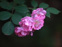 -宝界山林公园