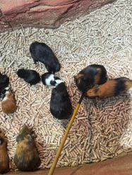 -Zoolung Zoolung动物主题公园(海信广场店)