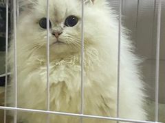 -福州肆爪动物医院