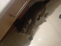 -瑞派申生动物医院·24H夜诊·国际动物医疗中心·骨外科(吴中路店)