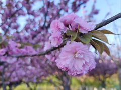 -白塘生态植物园