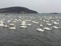 -烟墩角天鹅湖