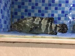 龙胆鱼-船奇蒸汽海鲜·闽菜(八市海鲜总店)