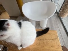 -藏猫猫咖啡主题馆(中央大道店)