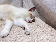 -藏猫猫咖啡主题馆(中央大道店)