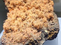 -湖南省地质博物馆