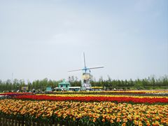 -荷兰花海
