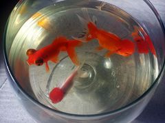 -秦美花卉(天朗·莱茵小城2期店)