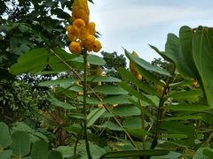 -金山植物公园