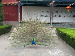-大槐树寻根祭祖园