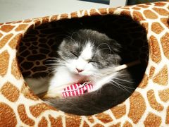 -飞行喵MR PILOT|猫舍·猫咖(静安大融城店)