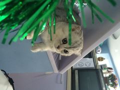 iphone_upload_pic-喵的天空名猫咖啡馆·撸猫·猫舍·用品