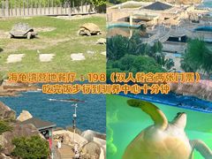 -广东惠东海龟国家级自然保护区