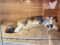 -喵百万·布偶·蓝金金渐层英短·猫舍(百子湾店)