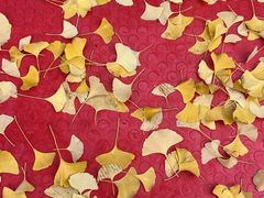 -三里屯东五街银杏大道