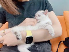 -lincat·猫舍(广州店)