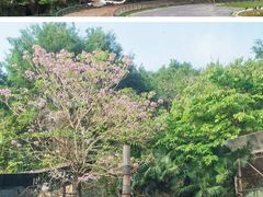 -深圳野生动物园