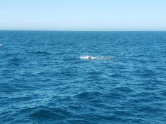 -Pedro's House of Lamb(基督城)