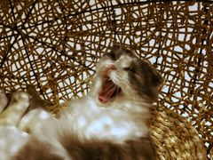 -飞行喵MR PILOT|猫舍·猫咖(静安大融城店)