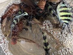 -小猫钓鱼海钓俱乐部(椰梦长廊店)