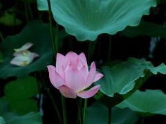-荔湾湖公园