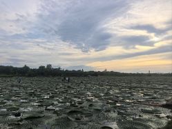 -水八仙生态园